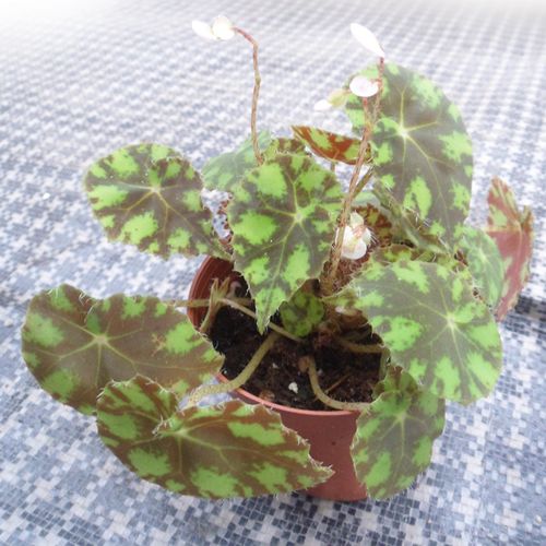 批发观叶植物小盆栽适合办公室商务环境布置 (a90)虎斑秋海棠