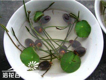 碗莲莲籽播种栽培(全程图)