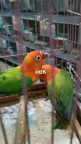 绿金丝_鹦鹉_精品绿金丝_宠物_宠物其他