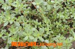 马笕菜长什么样 马苋菜图片和功效