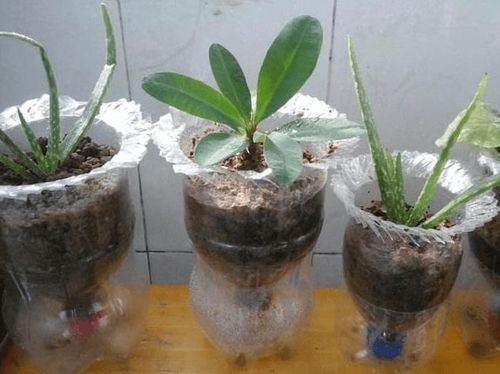 矿泉水瓶这样改造一下真是让人拍案叫绝太实用了