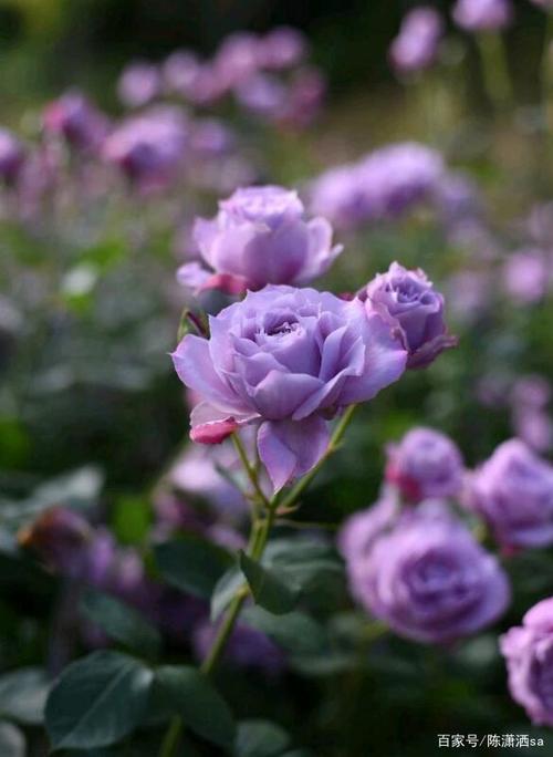 「蓝紫色月季汇总-热门篇」极具诱惑的蓝色系月季,美