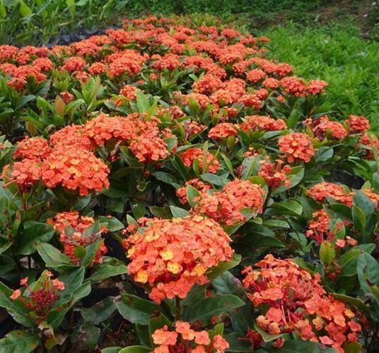 龙船花 (植物)