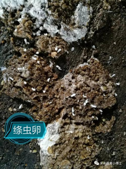 关于蛋鸡绦虫病的表现,危害及防治的部分内容如下: 1,粪便表面有