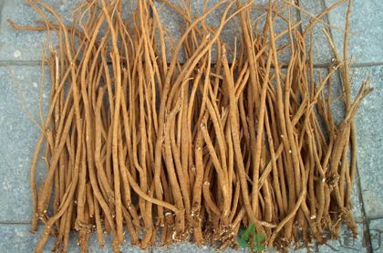 千斤拔的功效与作用_千斤拔的药用价值