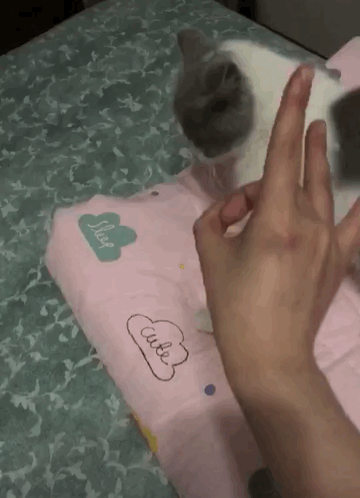 主人要弹猫咪的脑袋,猫咪一把抱住主人手臂:求求你放过我吧!