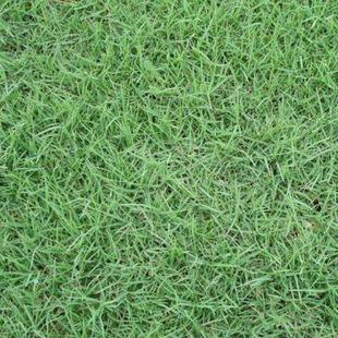 狗牙根 草种子 耐践踏 成活率高 草坪球场专用草种 工程绿化