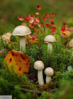 画源忆采集到自然产物&蘑菇菌