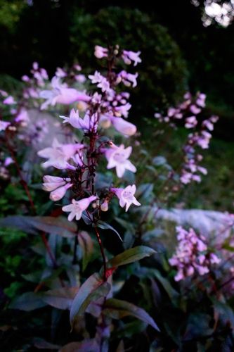 首发毛地黄钓钟柳