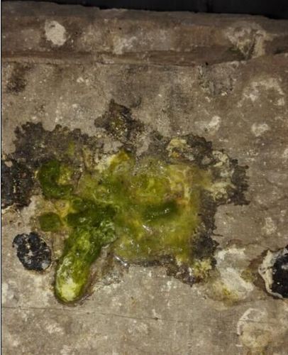 求赐教:鸽子粪便异常(图)