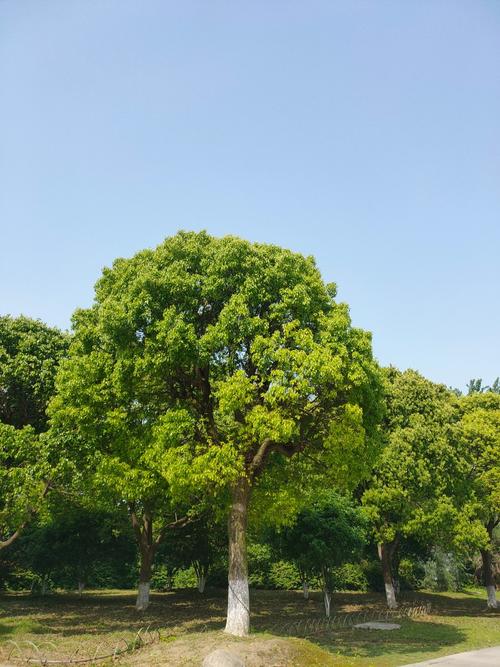 沙家浜湿地公园香樟树