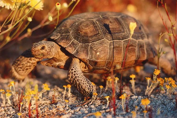 沙漠龟