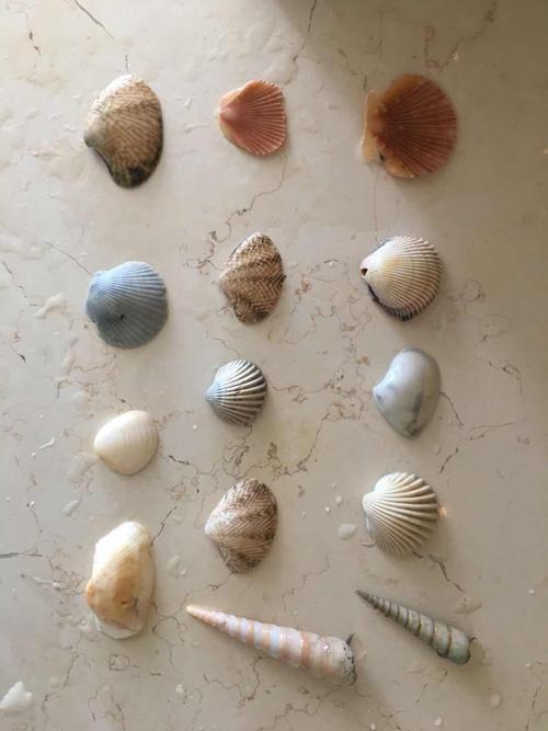 贝壳真漂亮,有大的,小的,白色的,彩色的,形状各异的.今天的收获真丰富