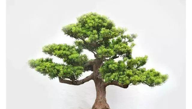 动辄百万千万的罗汉松为何如此稀贵