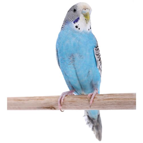 鹦鹉蓝虎虎皮活鸟蓝色斑手养鸟绿皮幼鸟活体鸟