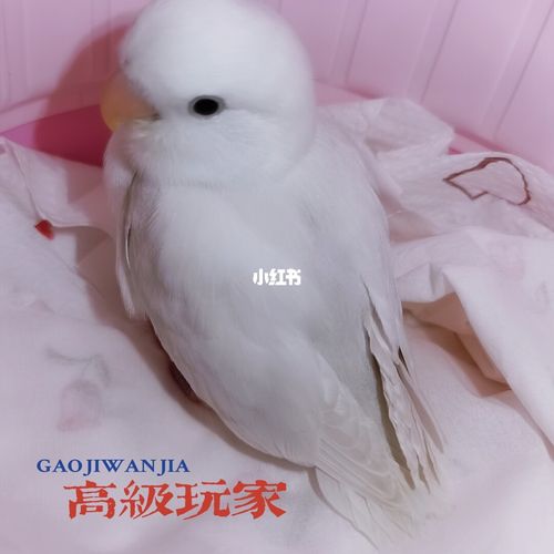 牡丹鹦鹉宝宝漂亮的墨伊莎小白_牡丹_牡丹鹦鹉_宠物