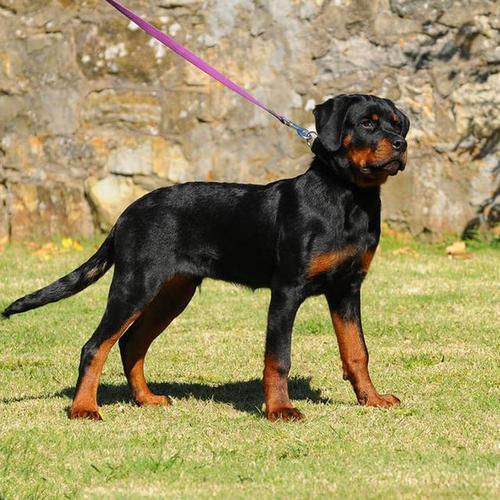 适合家养的6种大型犬,暖萌可爱惹人爱