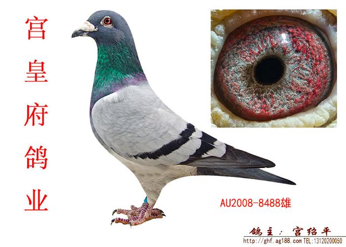 甘纳斯699直孙au20088488