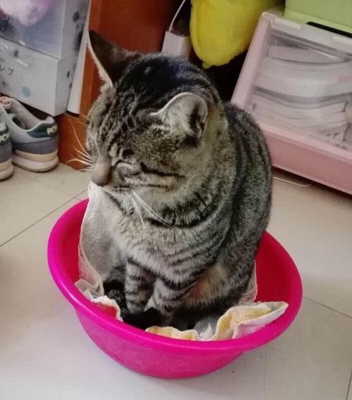 当老猫来敲门