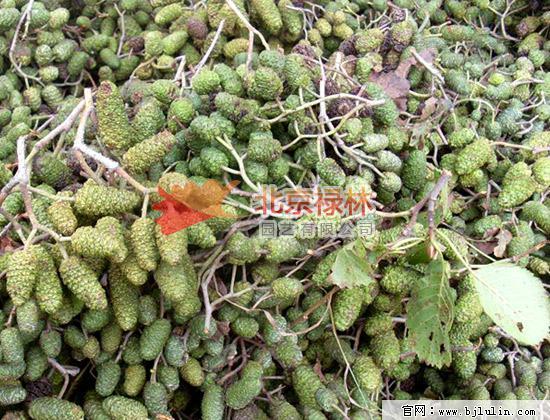 供应北京禄林桤木 桤木种子 东北水冬瓜树种 生态防护林木 东北野生