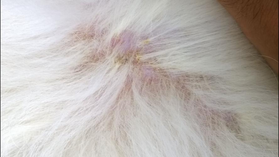 狗狗这个皮肤是螨虫还是真菌感染?怎么治疗?