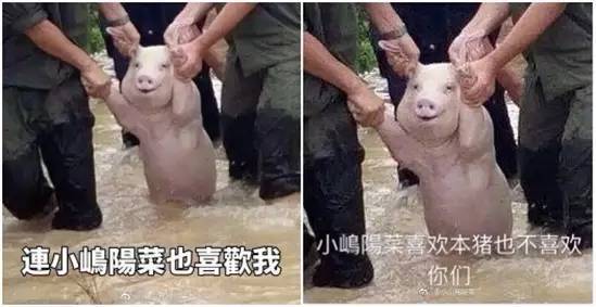 包的更新非常实时,昨天刚过完七夕就更新了七夕"单身猪"版本的表情包