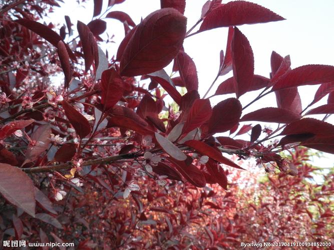 紫叶李摄影图__花草_生物世界_摄影图库_昵图网nipic.