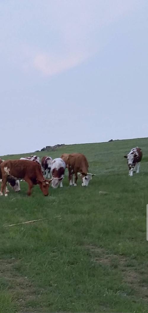 2020年7月12日一一18日开始上山放牛照的照片集留念?