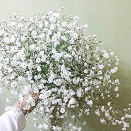 白色满天星图片唯美图片大全