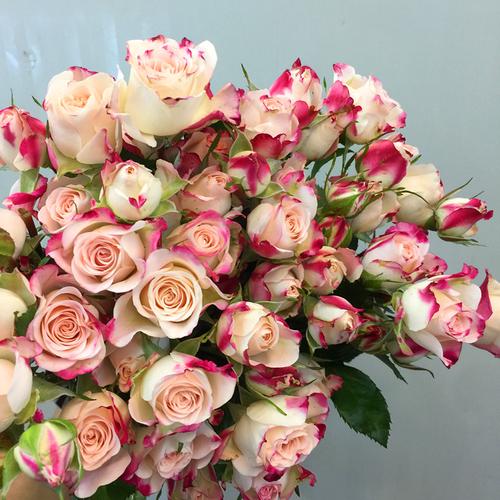 折射肯尼亚进口多头小玫瑰鲜花速递上海两扎包邮