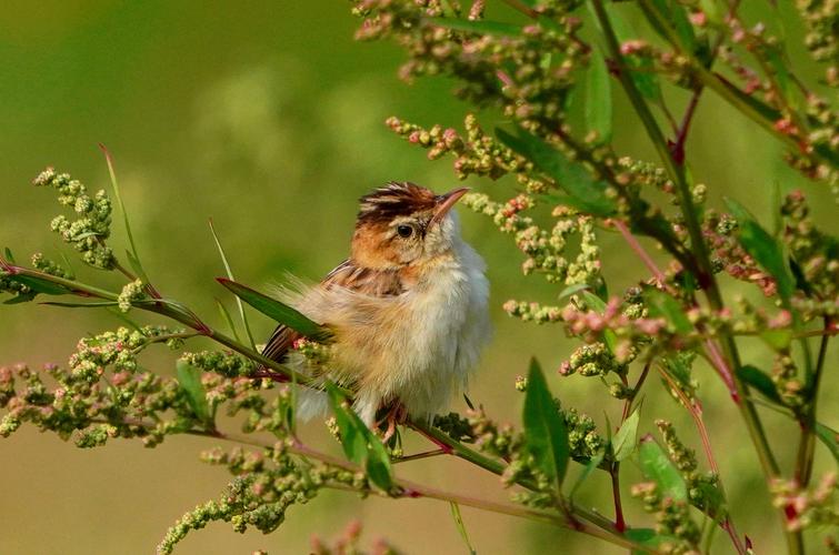可爱的小雏鸟相继出窝.