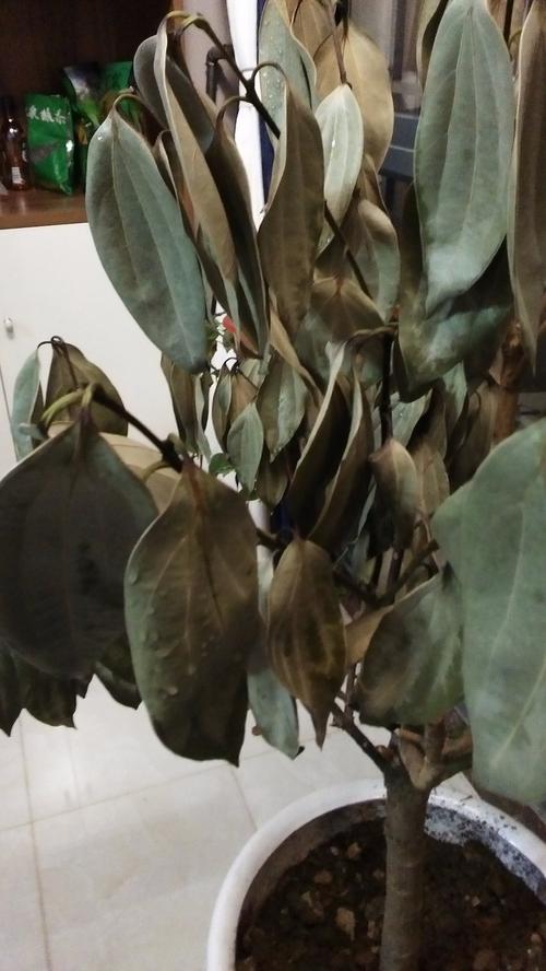 平安树叶子下垂,干枯,怎么救治?