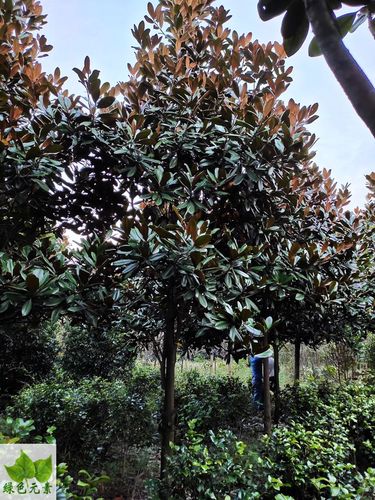 成都户外庭院植物高杆广玉兰行道树工程绿化苗木行道树