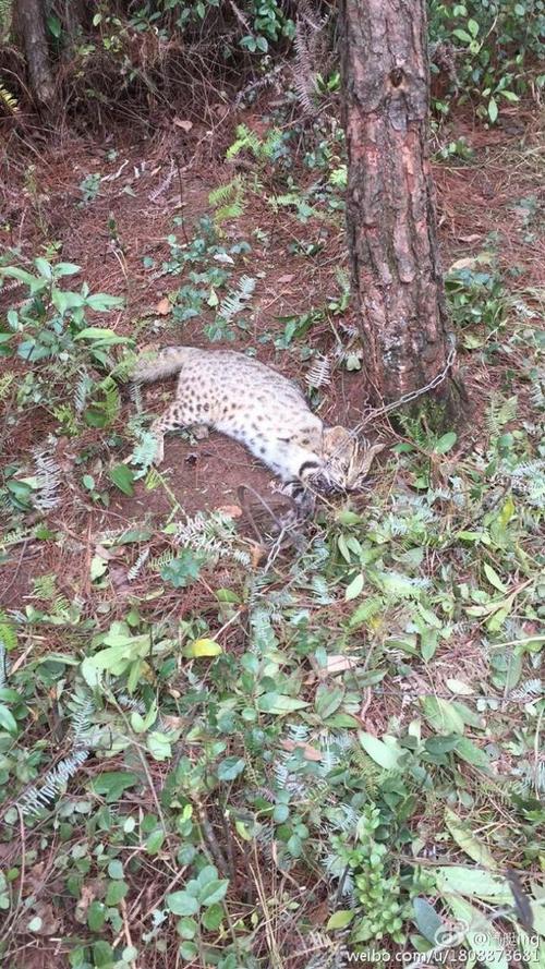 猫盟cfca 请问这是豹猫吗?