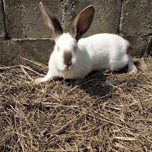 散养伊拉兔肉兔 伊拉肉兔一手货源 利嘉兔业 常年供应