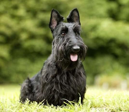 苏格兰梗犬