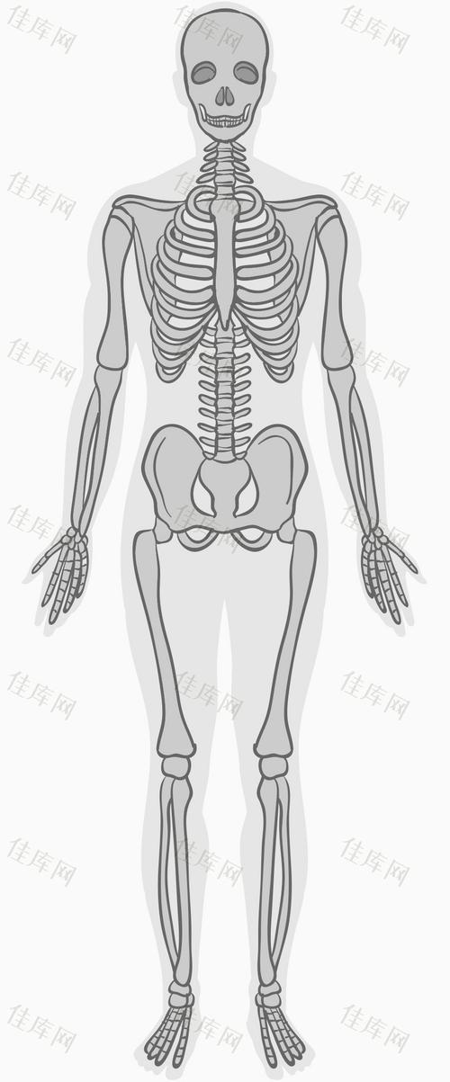 人体骨骼系统_卡通手绘_899*2163px_编号6716270_png