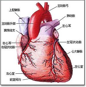  p>冠脉血流量是指心脏冠状动脉血液在单位时间内的流量.