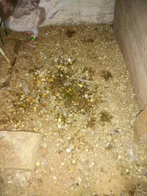 鸽子拉水一样的屎是怎么回事?