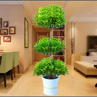 摇钱树金钱榕盆景植物室内客厅大型盆栽绿植办公室观叶花卉吸甲醛