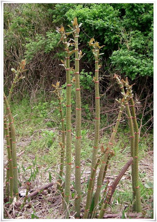 虎杖图片 虎杖蓼科植物图片 蓼科植物草本野菜图片
