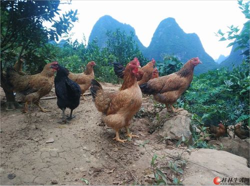 土鸡出售,山上放养纯正土鸡!