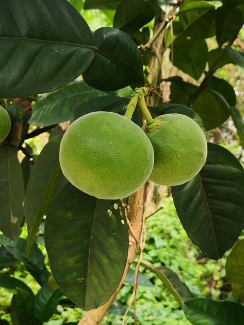 橘品天下拥有化州橘红最大的种植基地,2万多亩,46个山头,全是橘红树