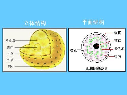 细胞核的结构和功能ppt