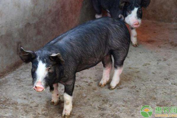 巴克夏猪有哪些优势如何饲养管理