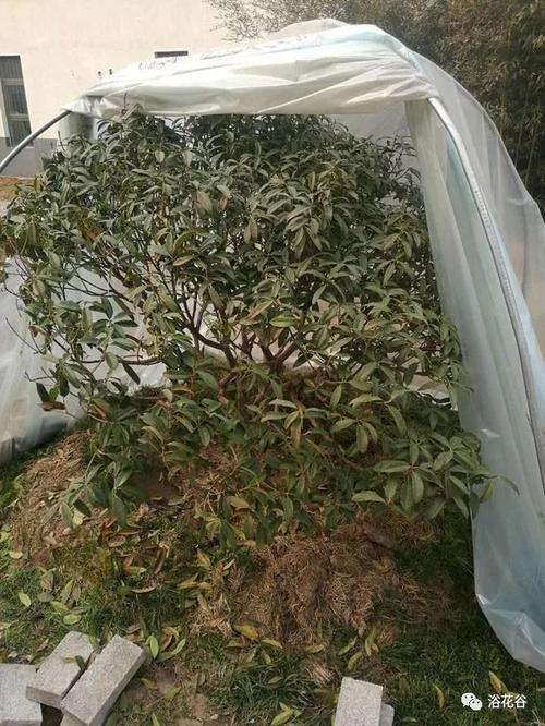 桂花在冬天里是什么样的