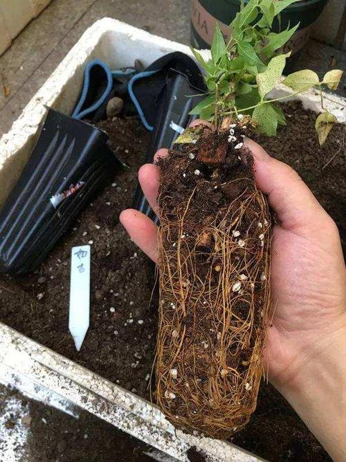 转子莲,总想冒充铁线莲,开花就被比下去