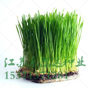 猫草草种籽子水培猫猫爱吃燕麦大麦小麦草种籽易活四季盆栽猫薄荷