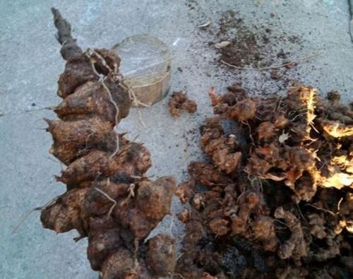 金刚藤的原植物有哪些?