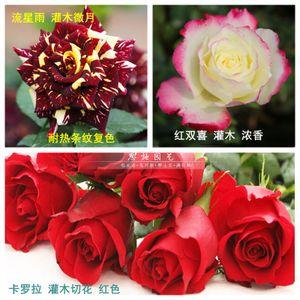 灌木月季红双喜卡罗拉流星雨月季花苗阳台盆栽植物大花浓香味条纹